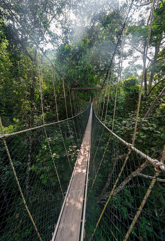 Suspension bridge in jungle