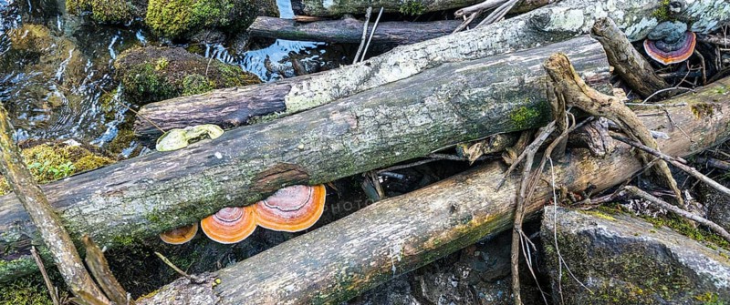 Fallen trees