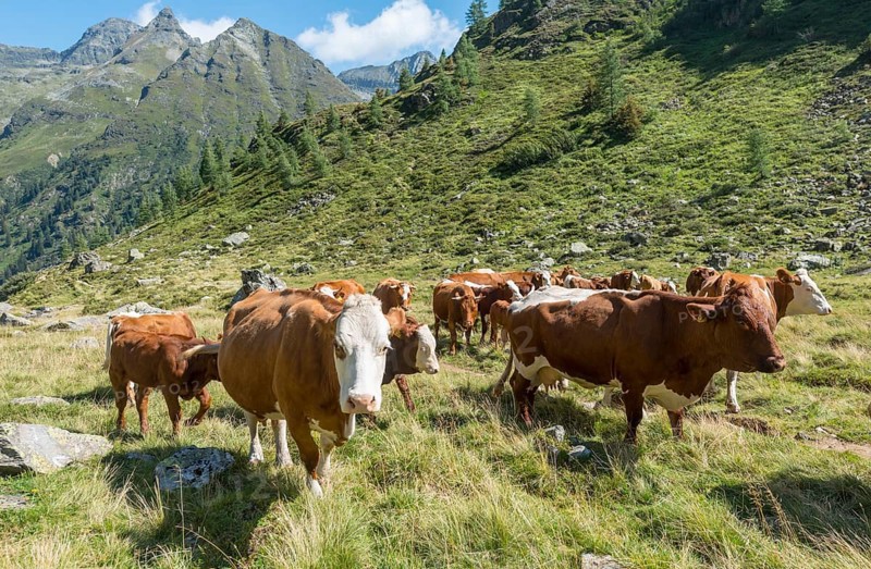 Herd of cows grazing in a meadow in the Alps