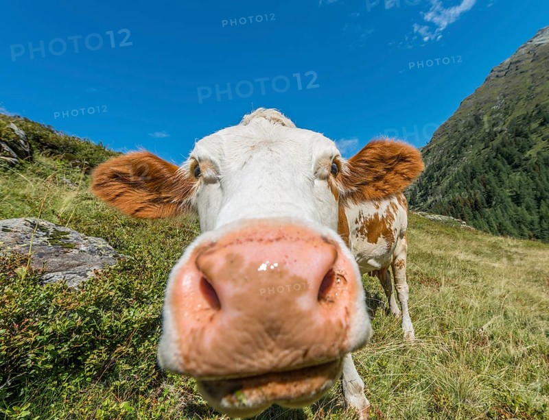 Curious cow in a meadow