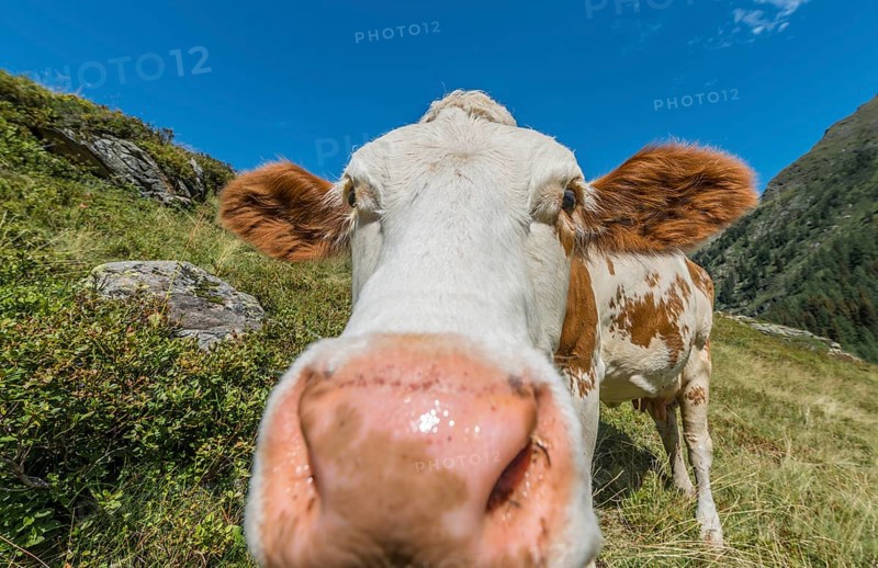 Curious cow in a meadow