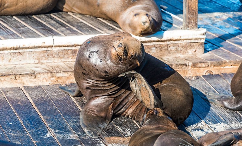 California Sea Lions (Zalophus californianus) at Pier 39