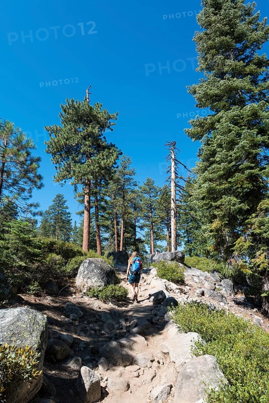 Hiker on a hiking trail between pine trees