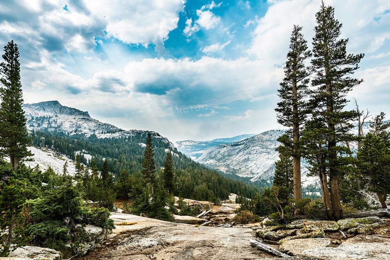 Pine forest