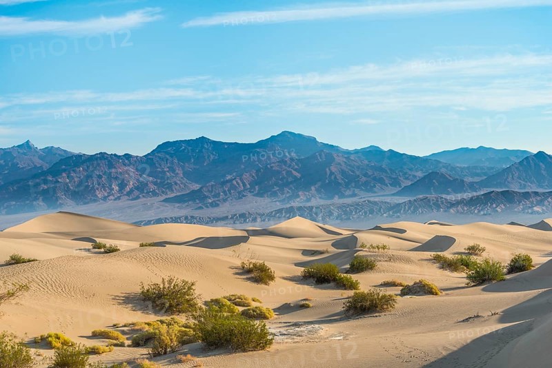 Creosote Bushes (Larrea tridentata) in the Mesquite Flat Sand Dunes
