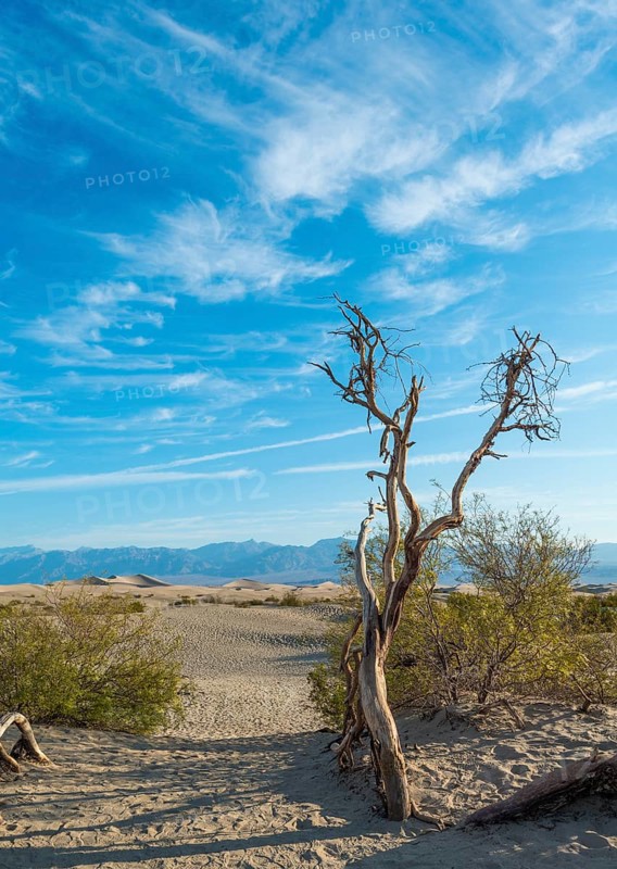 Creosote Bushes (larrea tridentata) in the Mesquite Flat Sand Dunes