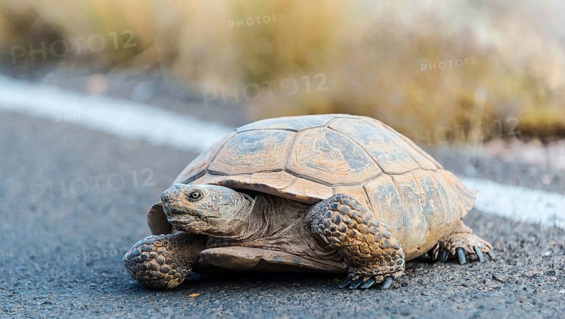 Desert tortoise (Gopherus agassizii) crossing the road