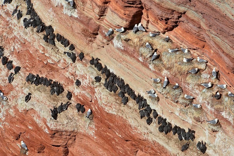 Common murres