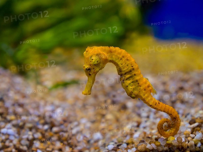 Yellow spiny seahorse or thorny seahorse (Hippocampus histrix)