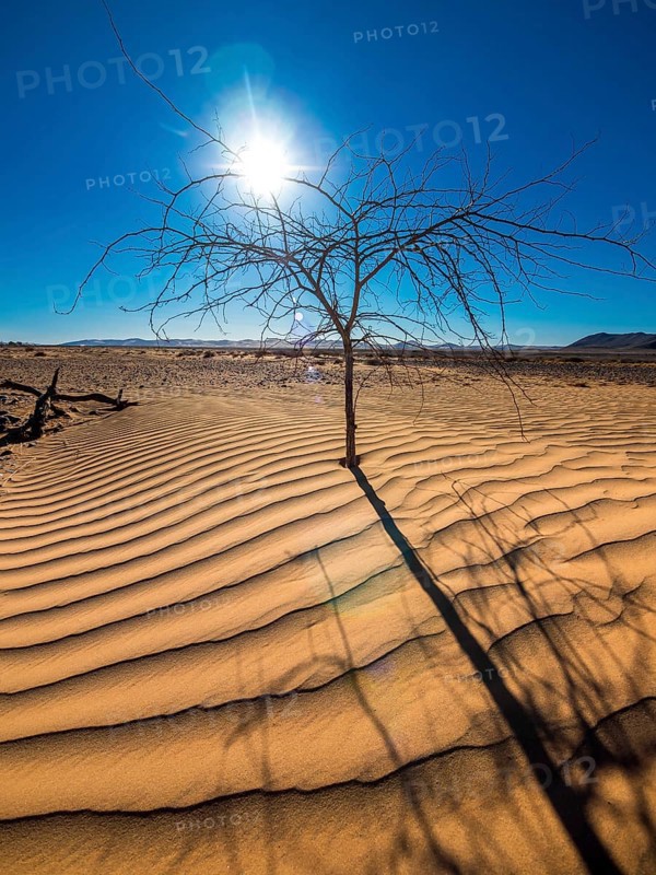 Dried out tree in the sand