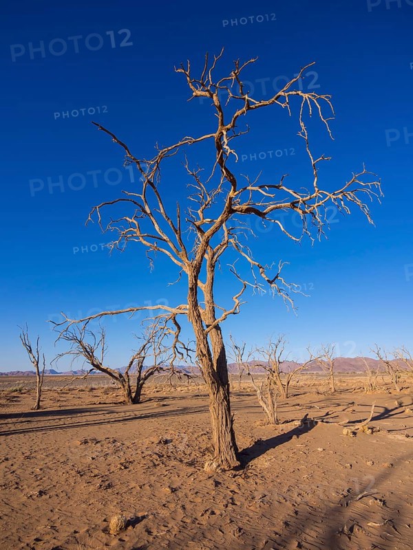 Dried out camel thorn tree (Acacia erioloba) in Kulala Wilderness Reserve on the edge of the Namib Desert