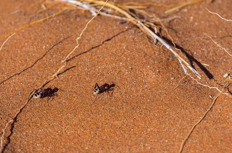 Namib dunes ant (Camponotus detritus) in the sand dunes