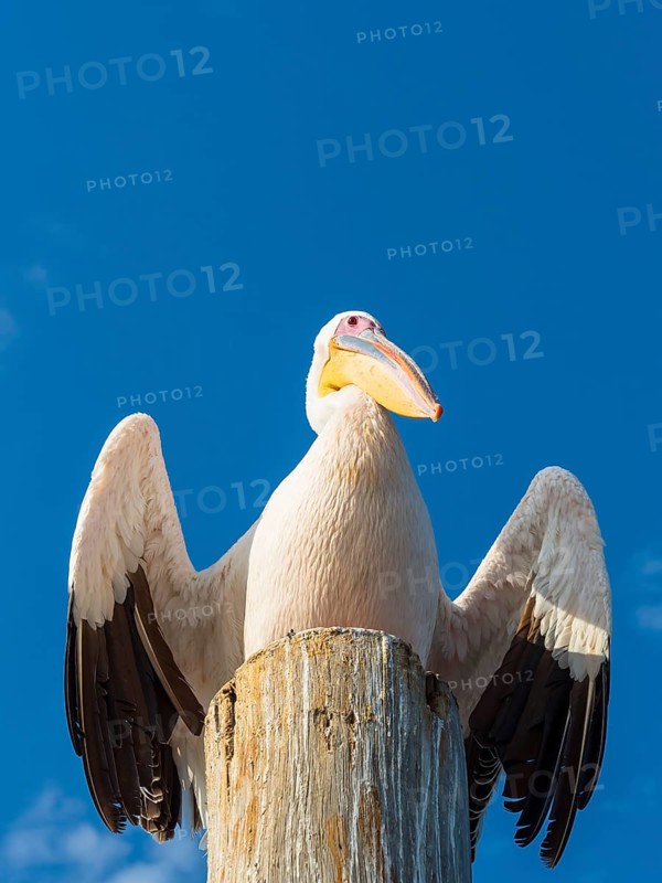 Great white pelican (Pelecanus onocrotalus) sitting on a wooden post