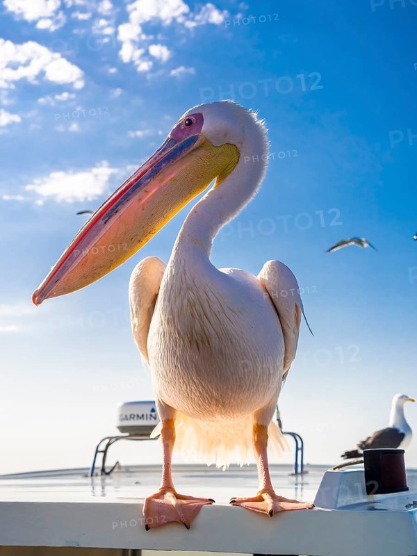 Great white pelican (Pelecanus onocrotalus)