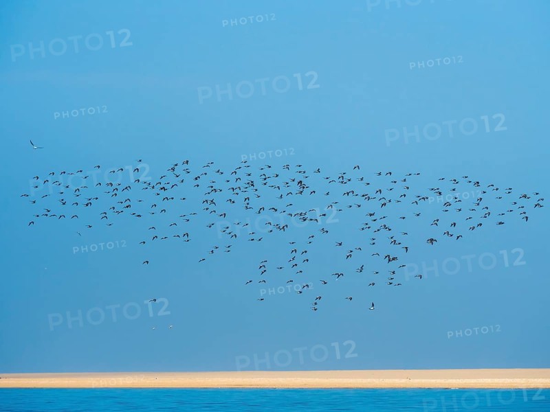Flock Of Birds flying over sandbank