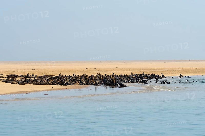 Brown fur seals (Arctocephalus pusillus) on a sandbank