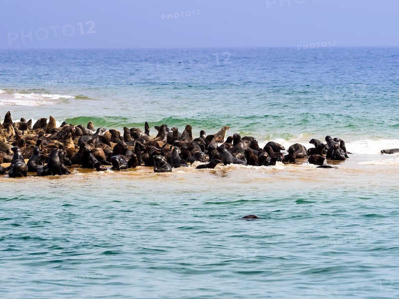 Brown fur seals (Arctocephalus pusillus)