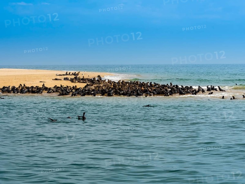Brown fur seals (Arctocephalus pusillus)