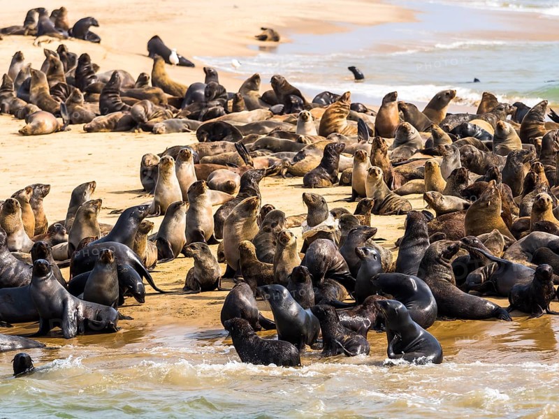 Brown fur seals (Arctocephalus pusillus)