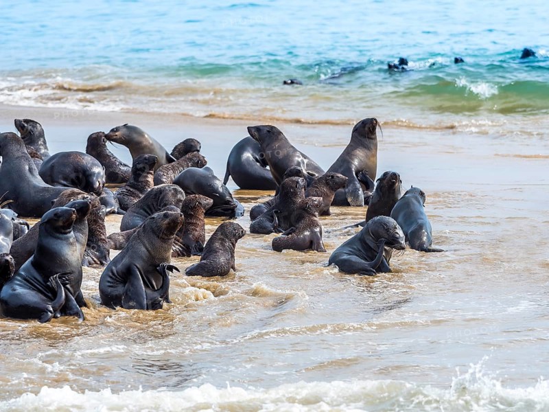 Brown fur seals (Arctocephalus pusillus)