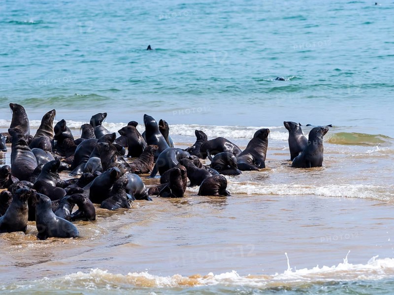 Brown fur seals (Arctocephalus pusillus)