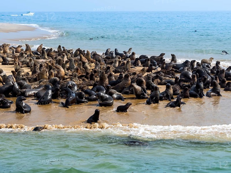 Brown fur seals (Arctocephalus pusillus)