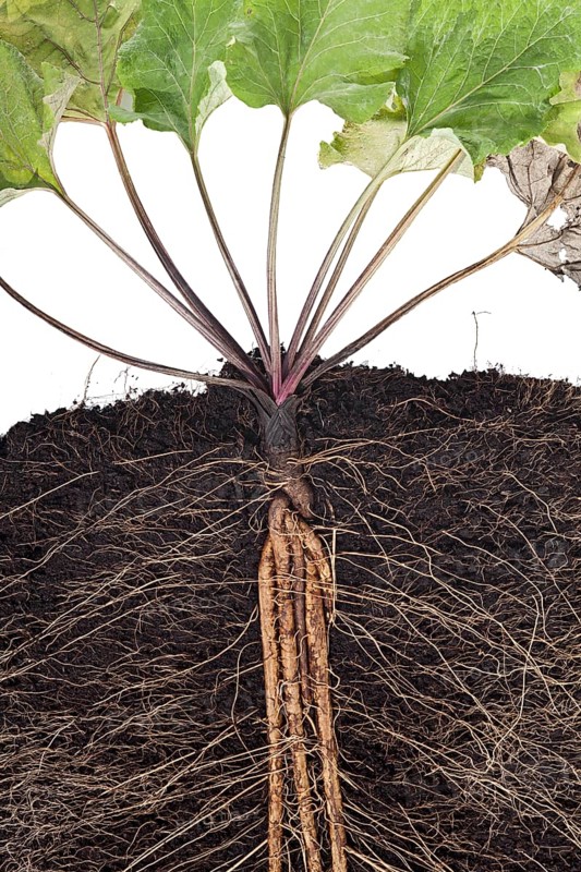 Greater burdock (Lappa)