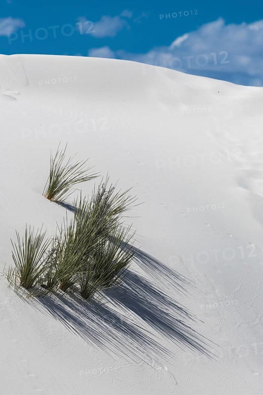 Desert grass plants on white sand dune