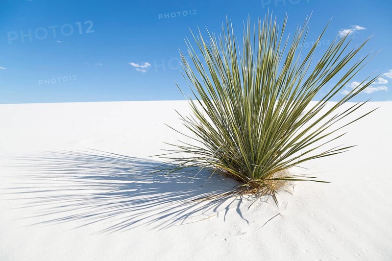 Soaptree (Yucca elata) on white sand dune