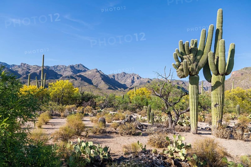 Cactus landscape with giant mutant Saguaro cactuses (Carnegiea gigantea)