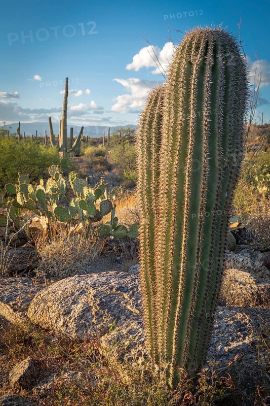 Cactus landscape with young Saguaro cactuses