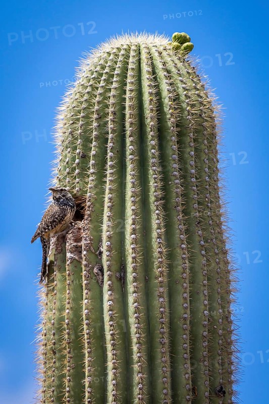 Top of saguaro cactus (Carnegiea gigantea) with cactus wren (Campylorhynchus brunneicapillus) in front of woodpecker's hole
