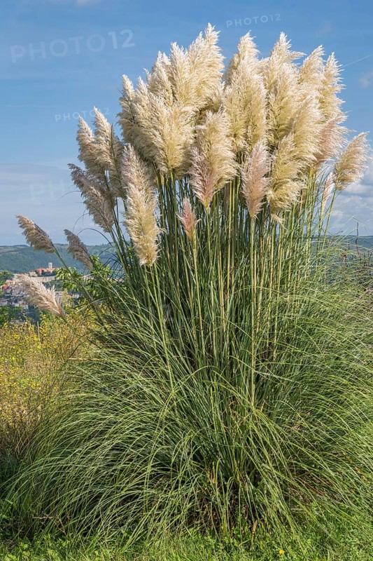 Pampas grass (Cortaderia sp.)