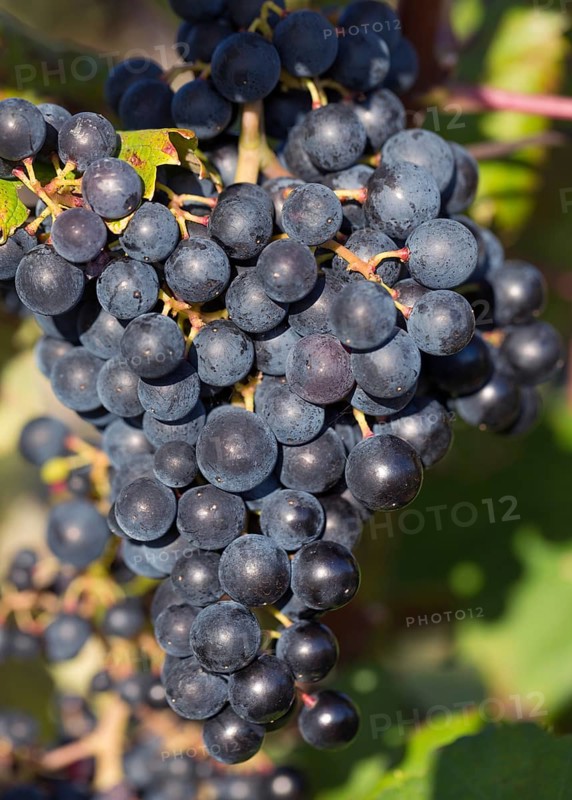 Blue grapes