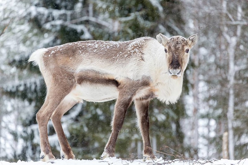 Reindeer (Rangifer tarandus) in snow