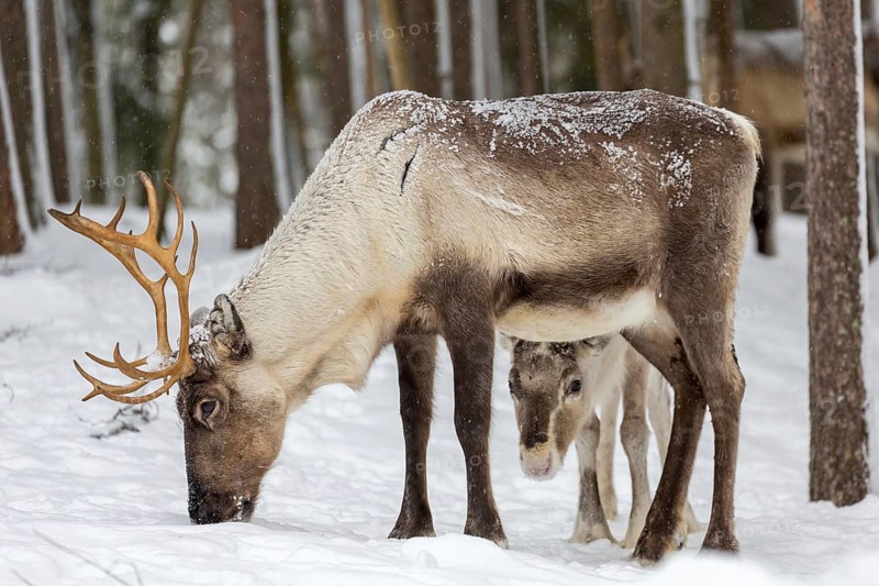 Two reindeer (Rangifer tarandus) in snow