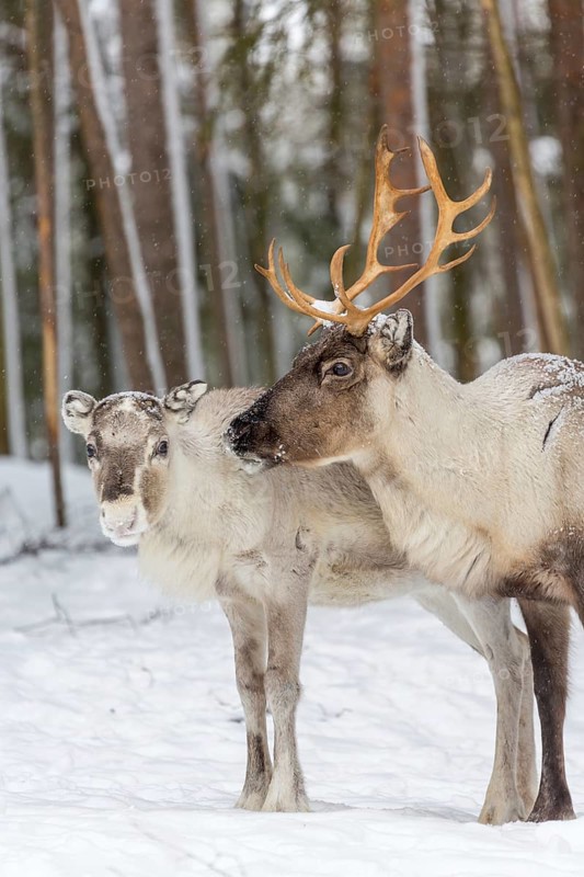 Two reindeer (Rangifer tarandus) in snow