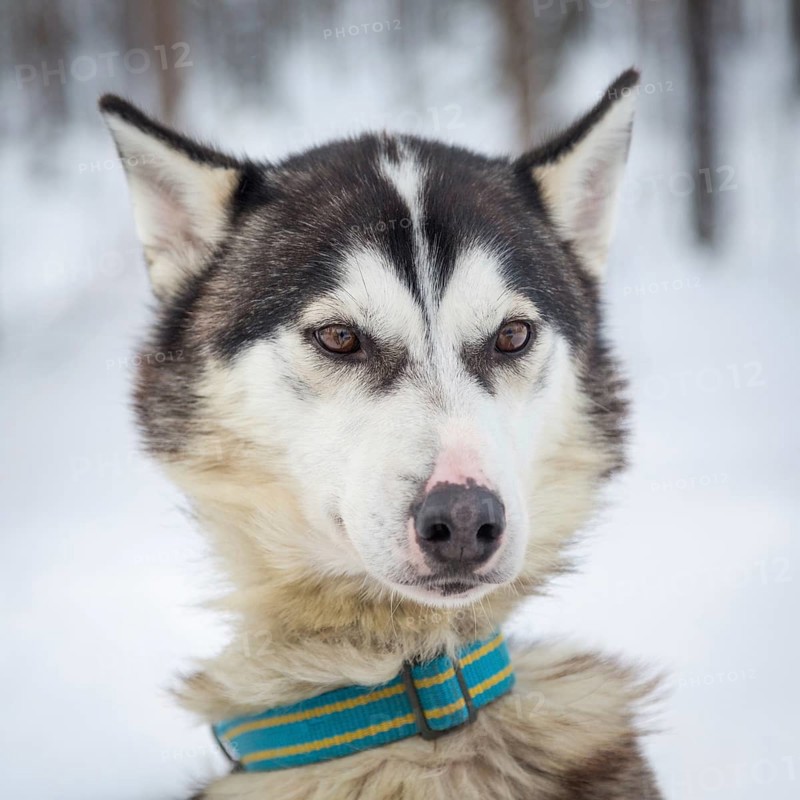 Husky in snow