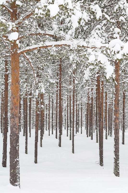 Snowy coniferous forest at the Arctic Circle