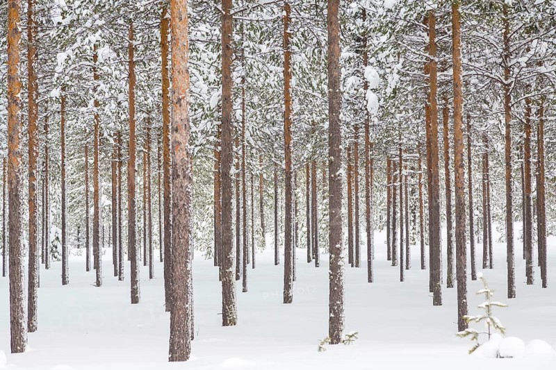 Snowy coniferous forest at the Arctic Circle