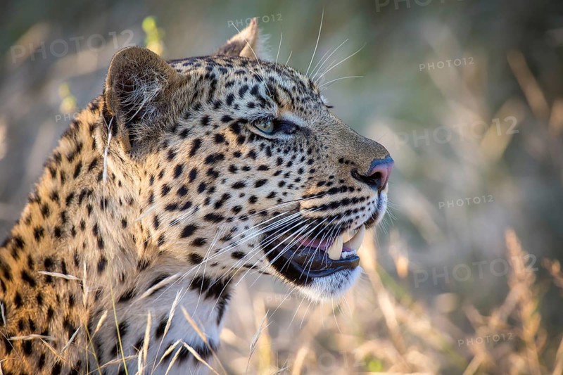 African Leopard (Panthera pardus) looks into the distance