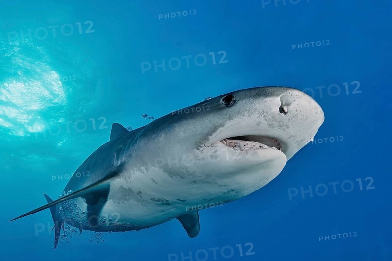 Tiger Shark (Galeocerdo cuvier)