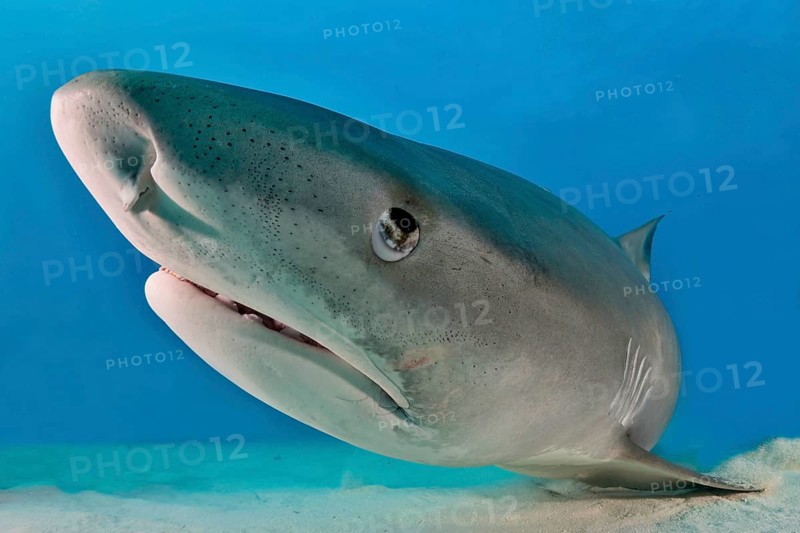 Tiger Shark (Galeocerdo cuvier)