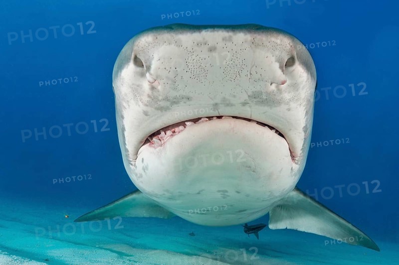 Tiger Shark (Galeocerdo cuvier)
