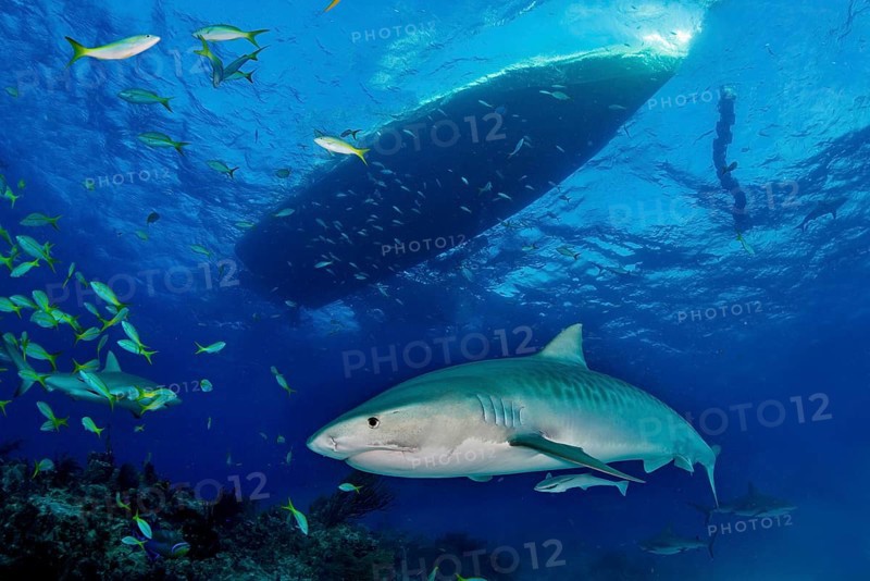 Tiger Shark (Galeocerdo cuvier)