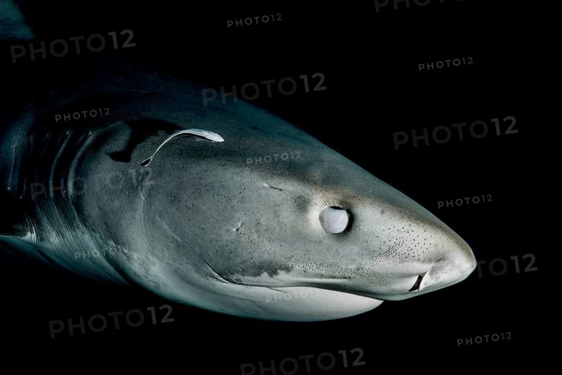 Tiger Shark (Galeocerdo cuvier)