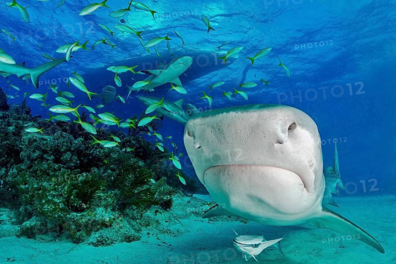 Tiger Shark (Galeocerdo cuvier) with a small school of fish