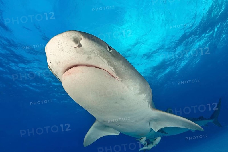 Tiger Shark (Galeocerdo cuvier) from below