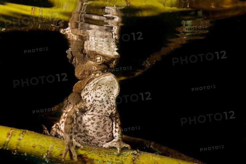 Common toads (Bufo bufo complex) sitting on tree branch underwater
