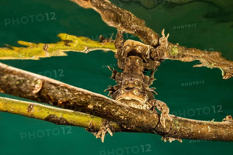 Common toads (Bufo bufo complex) sitting on tree branch underwater